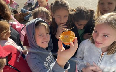 Unsere Schmetterlinge